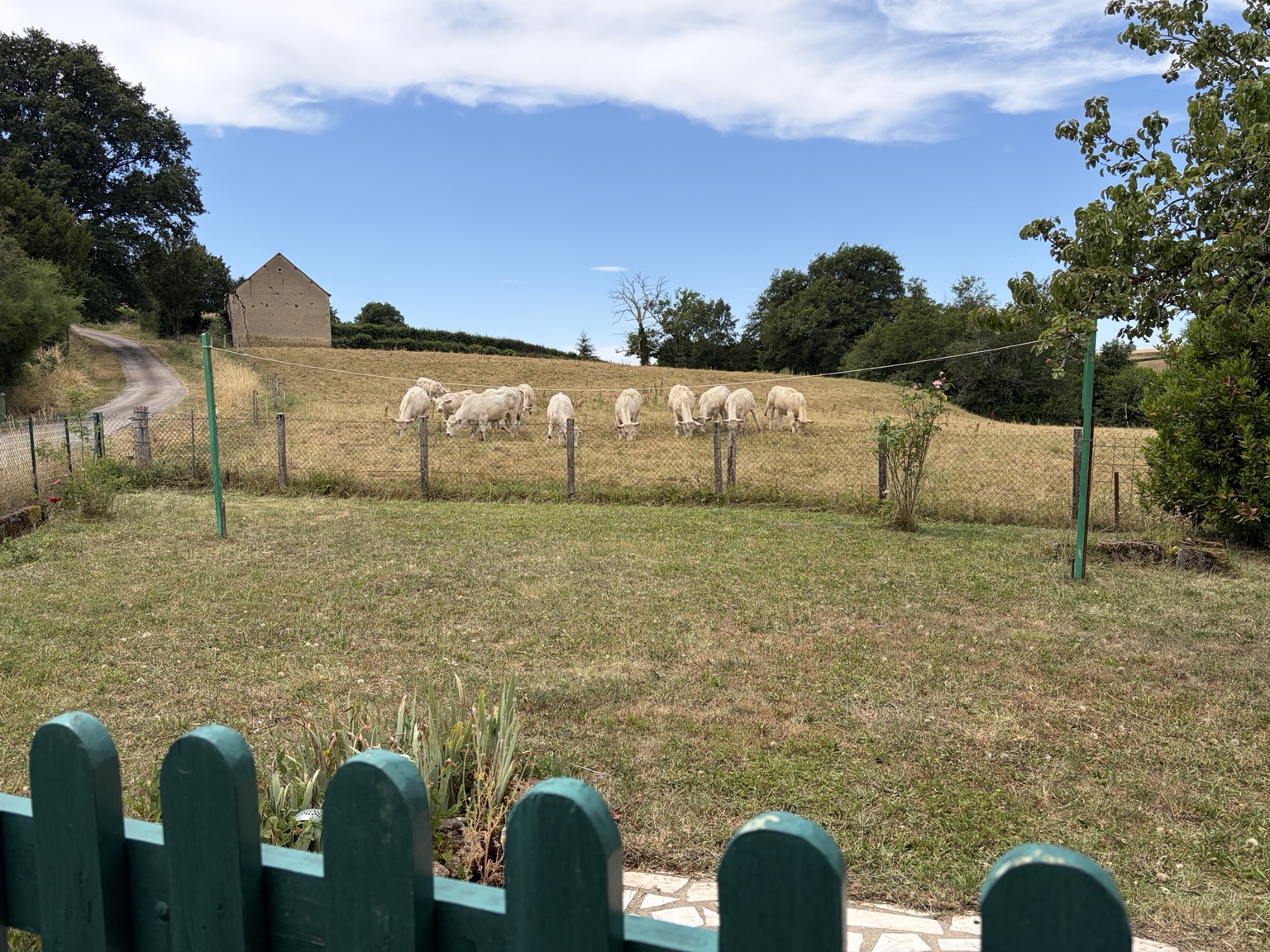 Charolais-runderen in het landschap rond L'Huilerie